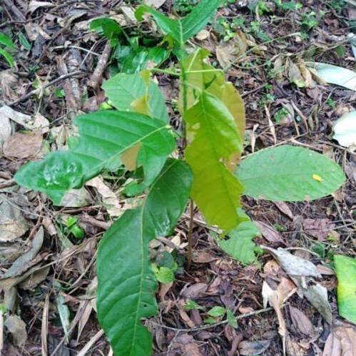 mein Kakaobaum 🇨🇲