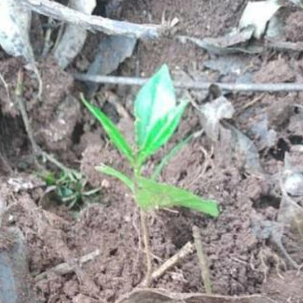 mein Kaffeebaum 🇰🇪