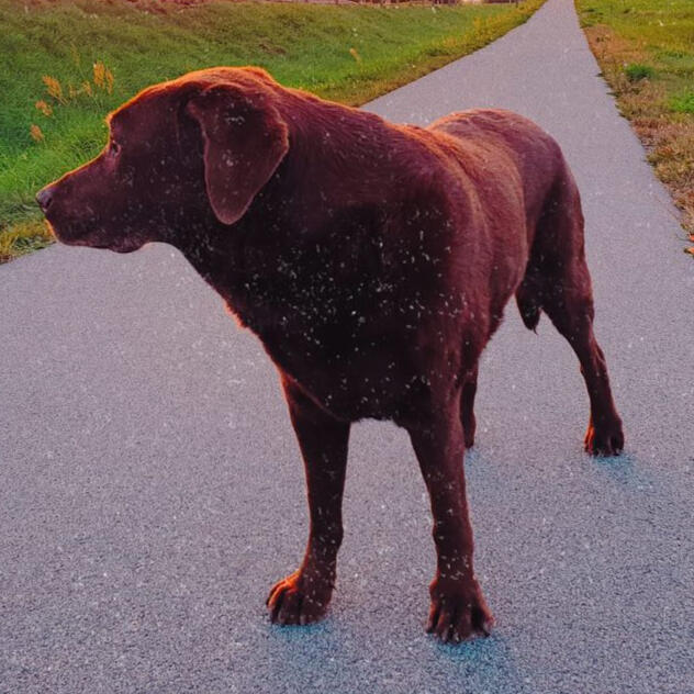 Erinnerung an Nico †